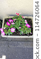 Morning glory planted in a pot 114726064
