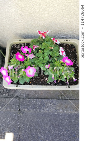 Morning glory planted in a pot 114726064