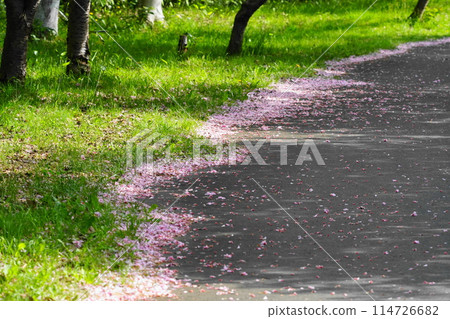 Cherry blossom petals fallen on the promenade Cherry blossom petals fallen on the promenade 114726682