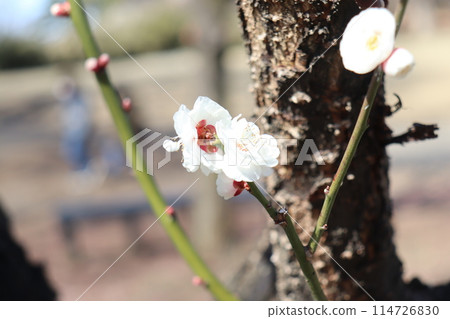 Cherry blossoms begin to bloom 114726830
