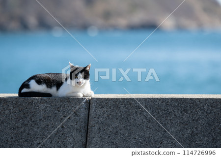 路堤上的貓 黑白貓 114726996