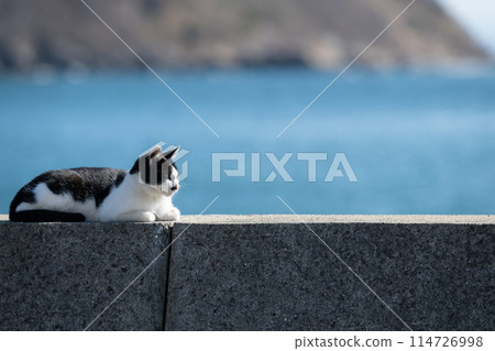 路堤上的貓 黑白貓 路堤上的貓 黑白貓 114726998