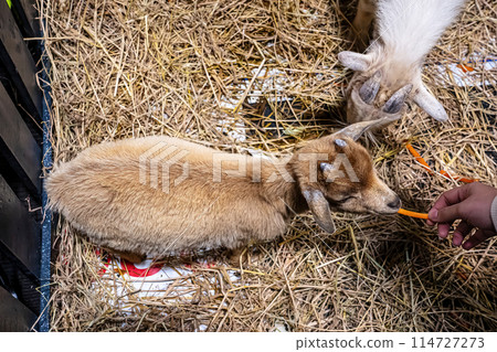 Goat sleeping in the stall Goat sleeping in the stall 114727273