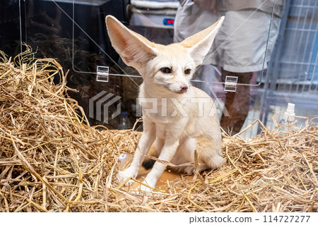 Fennec fox Fennec fox 114727277