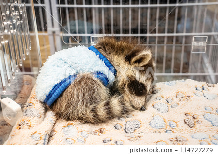 Raccoon is sleeping Raccoon is sleeping 114727279
