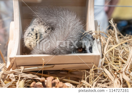 Bush babies sleeping 114727281