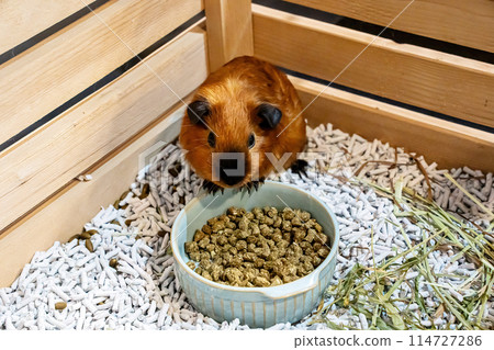 American Guinea Pig American Guinea Pig 114727286