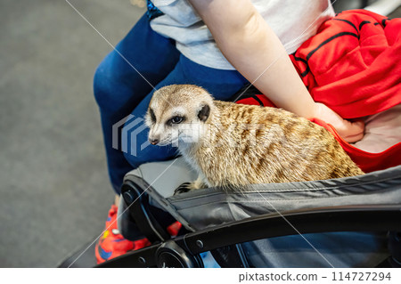 Meerkat sitting in a stroller Meerkat sitting in a stroller 114727294
