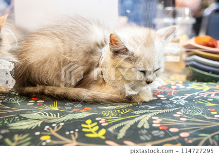 Cat sleeping Cat sleeping 114727295
