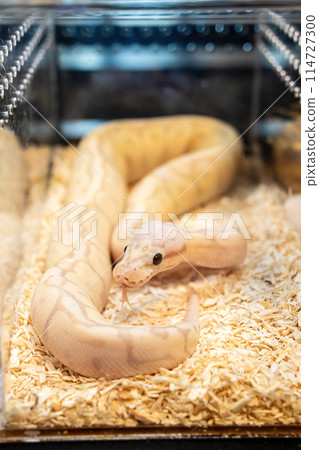 Ball python 114727300