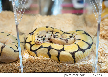 Ball python Ball python 114727303