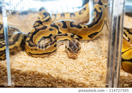 Ball python 114727305