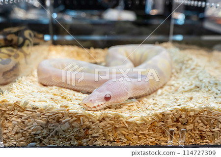Ball python 114727309