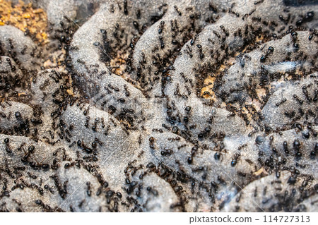 Ants for raising Ants for raising 114727313