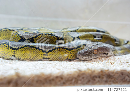 Ball python Ball python 114727321
