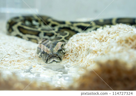 Ball python Ball python 114727324