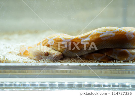 Ball python Ball python 114727326