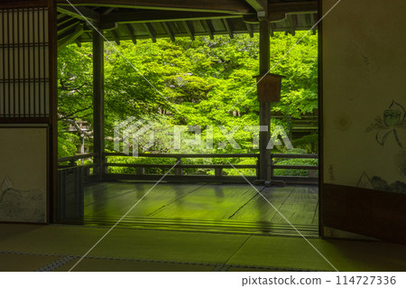 Fresh greenery in Kyoto: Eikando (Zenrinji) - Inner garden in front of Shakado 114727336