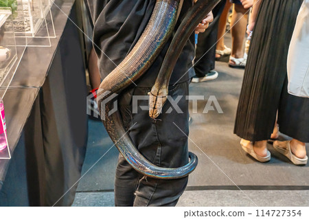 The snake The snake 114727354