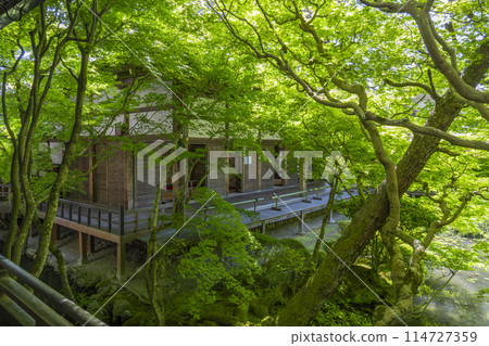 Fresh greenery in Kyoto: Eikando (Zenrinji) Hojo Garden Fresh greenery in Kyoto: Eikando (Zenrinji) Hojo Garden 114727359