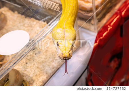 Ball python Ball python 114727362