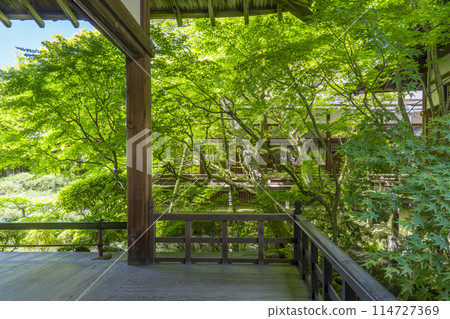 釋迦堂前的新綠京都永觀堂(善林寺)花園 釋迦堂前的新綠京都永觀堂(善林寺)花園 114727369
