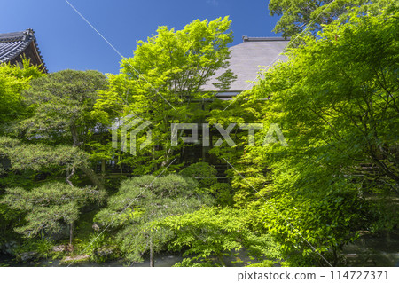 釋迦堂前的新綠京都永觀堂(善林寺)花園 釋迦堂前的新綠京都永觀堂(善林寺)花園 114727371