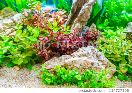 Tropical freshwater aquarium Tropical freshwater aquarium 114727396