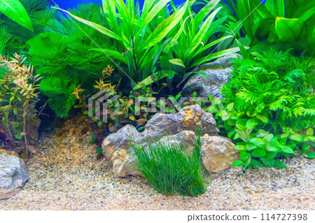 Tropical freshwater aquarium Tropical freshwater aquarium 114727398