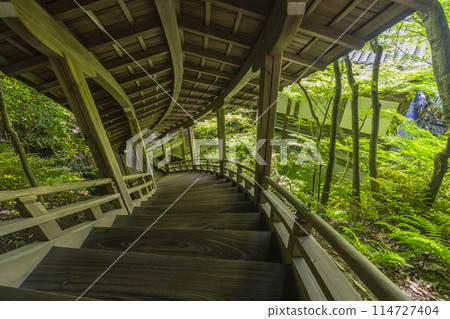 Fresh greenery in Kyoto: Eikando (Zenrinji) - Garyu-ro 114727404