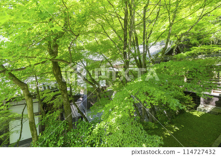 Fresh greenery in Kyoto - Eikando (Zenrinji) - Fresh greenery of green maples 114727432