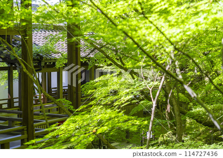 Fresh greenery in Kyoto - Eikando (Zenrinji) - Corridor and the fresh greenery of green maples 114727436