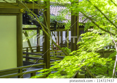 京都的新綠、永觀堂(善林寺)、迴廊和藍楓葉的新綠 京都的新綠、永觀堂(善林寺)、迴廊和藍楓葉的新綠 114727437
