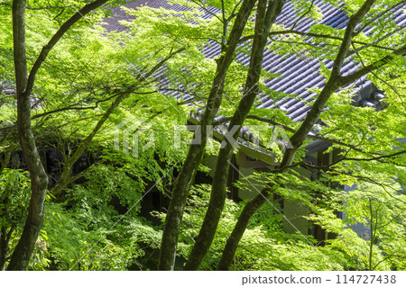 Fresh greenery in Kyoto - Eikando (Zenrinji) - Fresh greenery of green maples 114727438