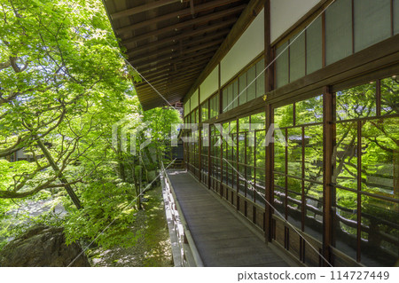 京都永觀堂(善林寺)北條北花園 京都永觀堂(善林寺)北條北花園 114727449