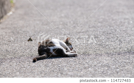 貓躺在街上 貓躺在街上 114727483