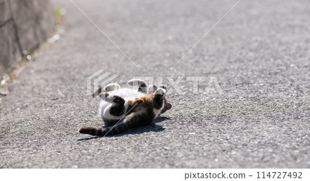 Cat lying on the street Cat lying on the street 114727492