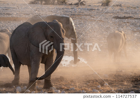 Bathing Elephants in Etosha 114727537