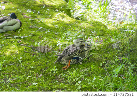 京都永堂 休息翅膀的鴨子 114727581