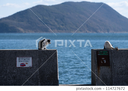 Two cats relaxing on the embankment 114727672