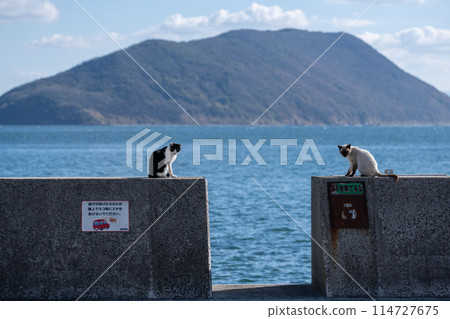 Two cats relaxing on the embankment 114727675
