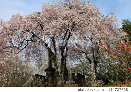 山神祭祀場所妙義神社的櫻花 114727708