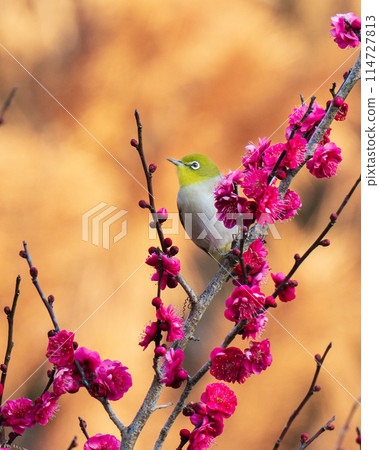 Red plum blossoms and a Japanese white-eye 114727813