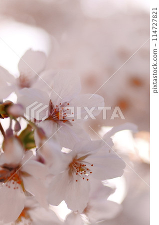 Cherry blossoms bathed in spring light 114727821