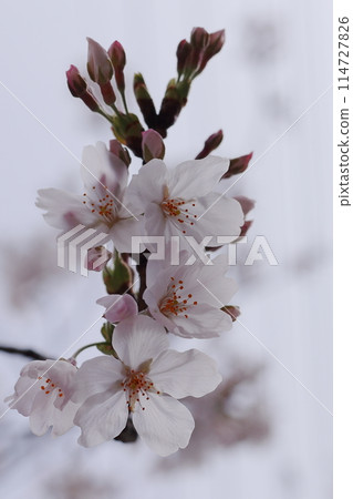 White cherry tree 114727826