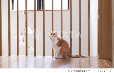 Cat sitting indoors, brown tabby white 114727985