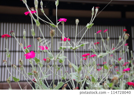 Early summer at Mount Yagikumi Kegonji Temple 64 (Yagikumi, Ibigawa-cho, Ibi-gun, Gifu Prefecture: 33rd Kannon Pilgrimage in the Western Provinces) Early summer at Mount Yagikumi Kegonji Temple 64 (Yagikumi, Ibigawa-cho, Ibi-gun, Gifu Prefecture: 33rd Kannon Pilgrimage in the Western Provinces) 114728040