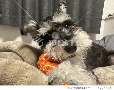 Miniature Schnauzer playing with toys Miniature Schnauzer playing with toys 114728873