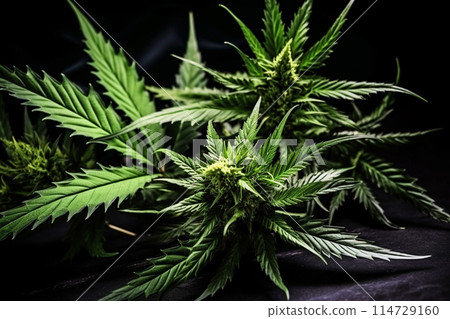 Banner consisting from traditional species marijuana in leaves, Ai generated 114729160