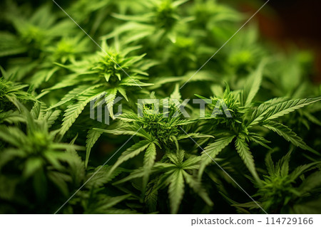 Banner consisting from traditional species marijuana in leaves, Ai generated 114729166